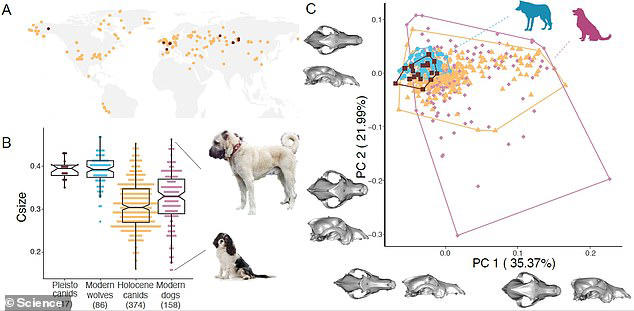 Dogs began developing into different breeds 11,000 years ago, study claims