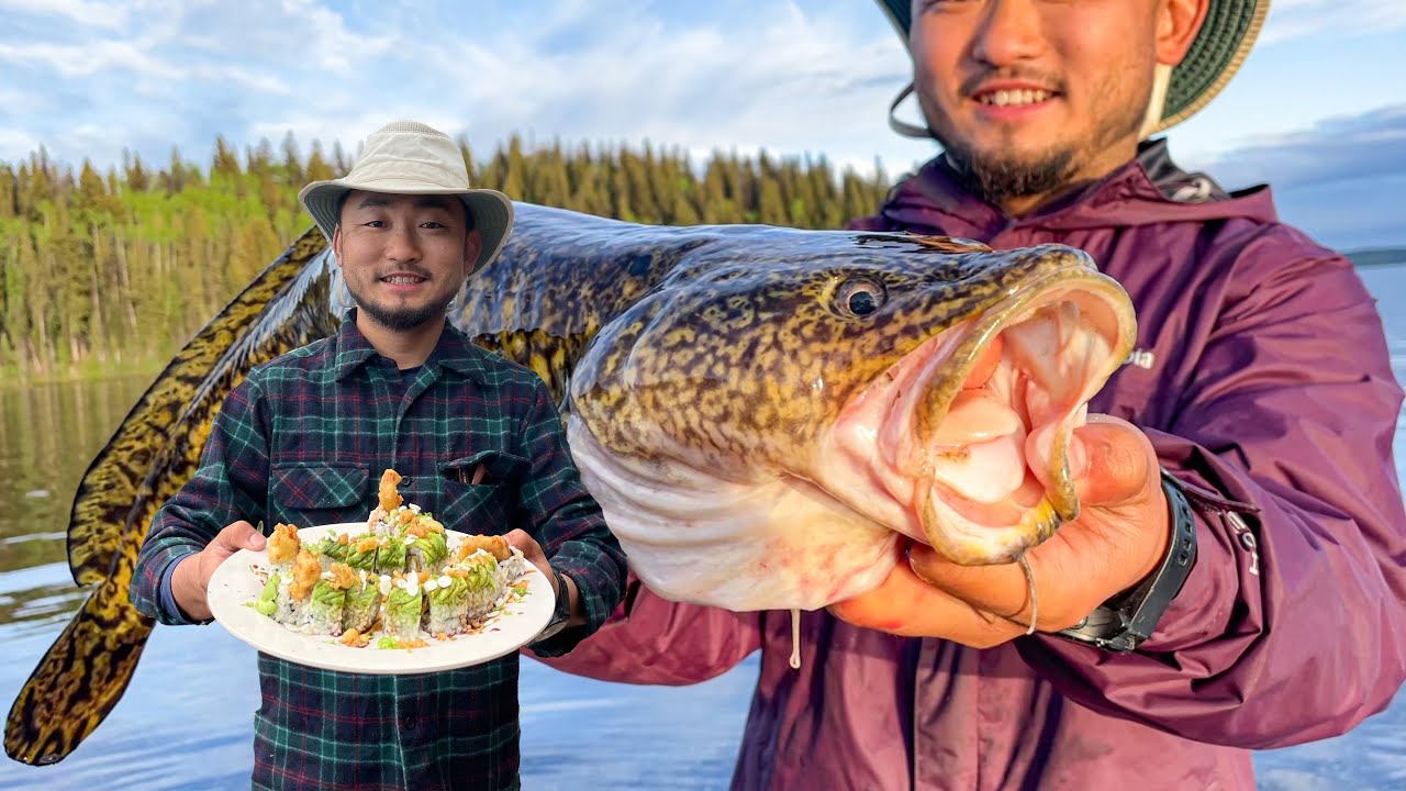 Lake island camping in Canada | Burbot (freshwater cod) sushi