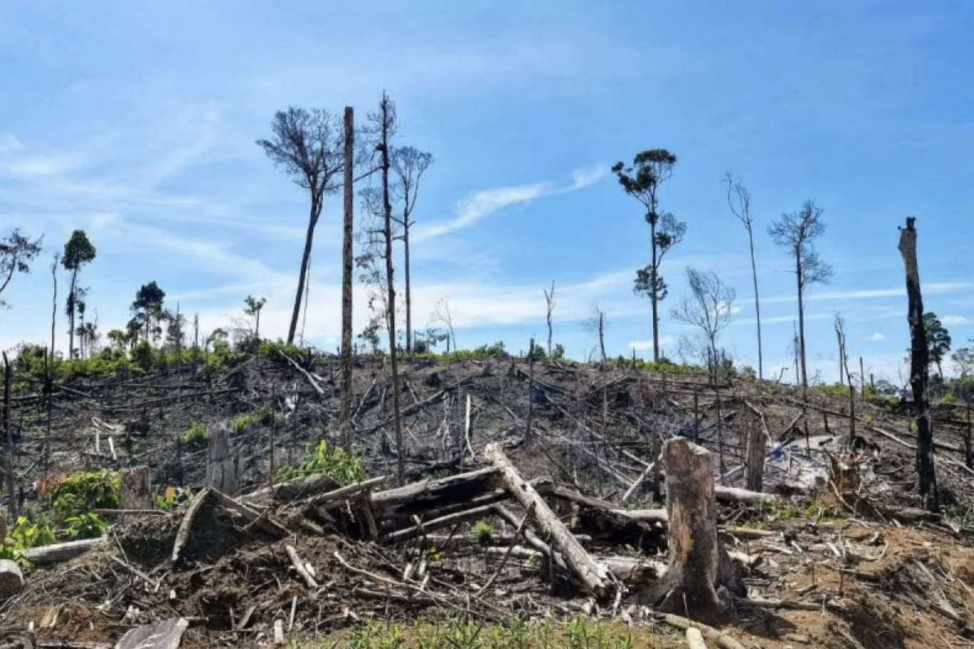 Forum KEE Temukan Penebangan Hutan Besar di Koridor Gajah Bengkulu