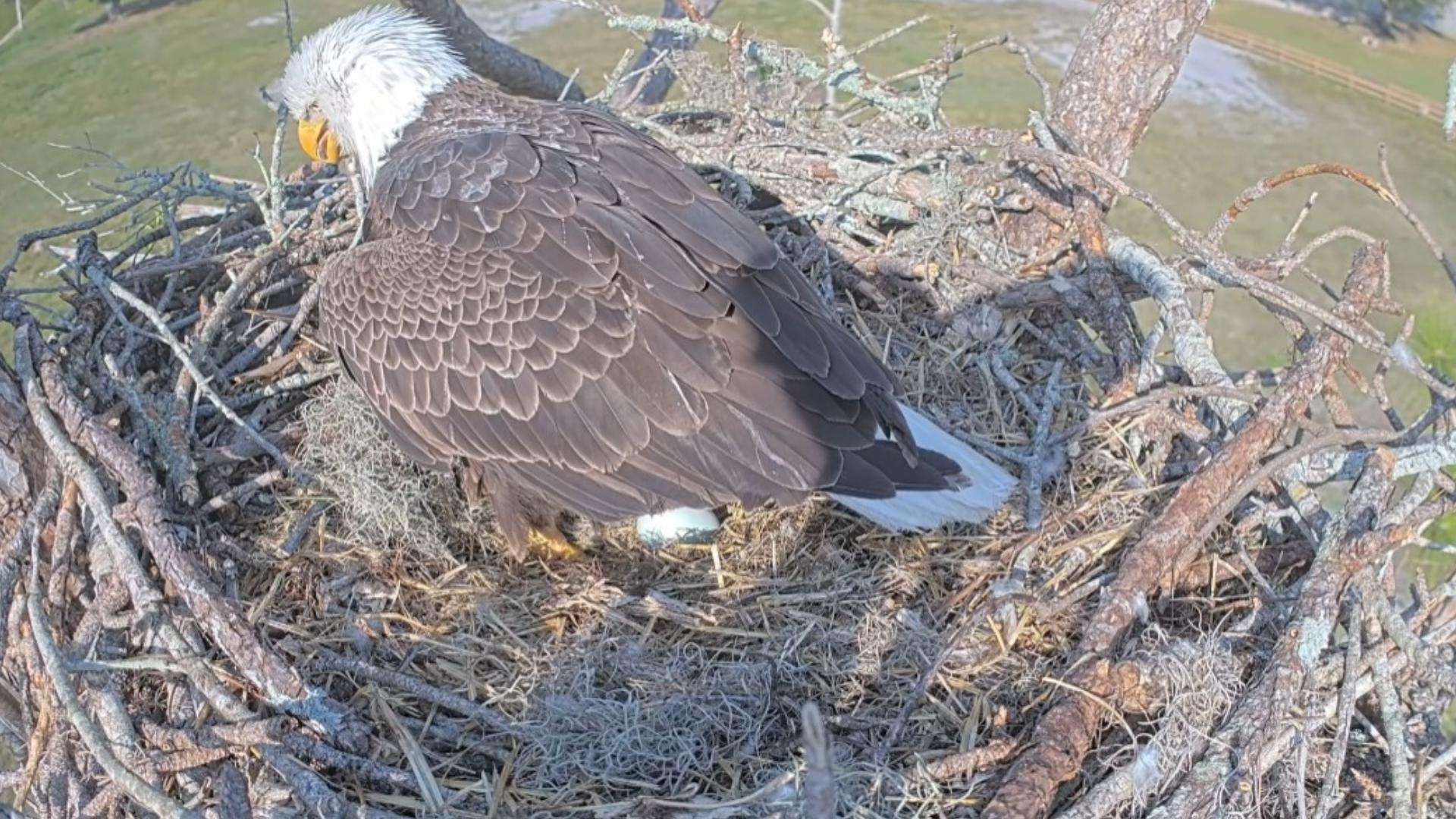 Beloved Southwest Florida eagles welcome 1st egg of the season