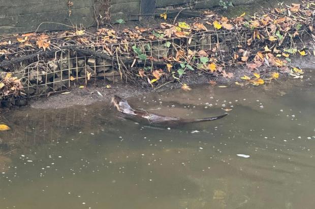 Rare sighting as otter spotted swimming in town's river