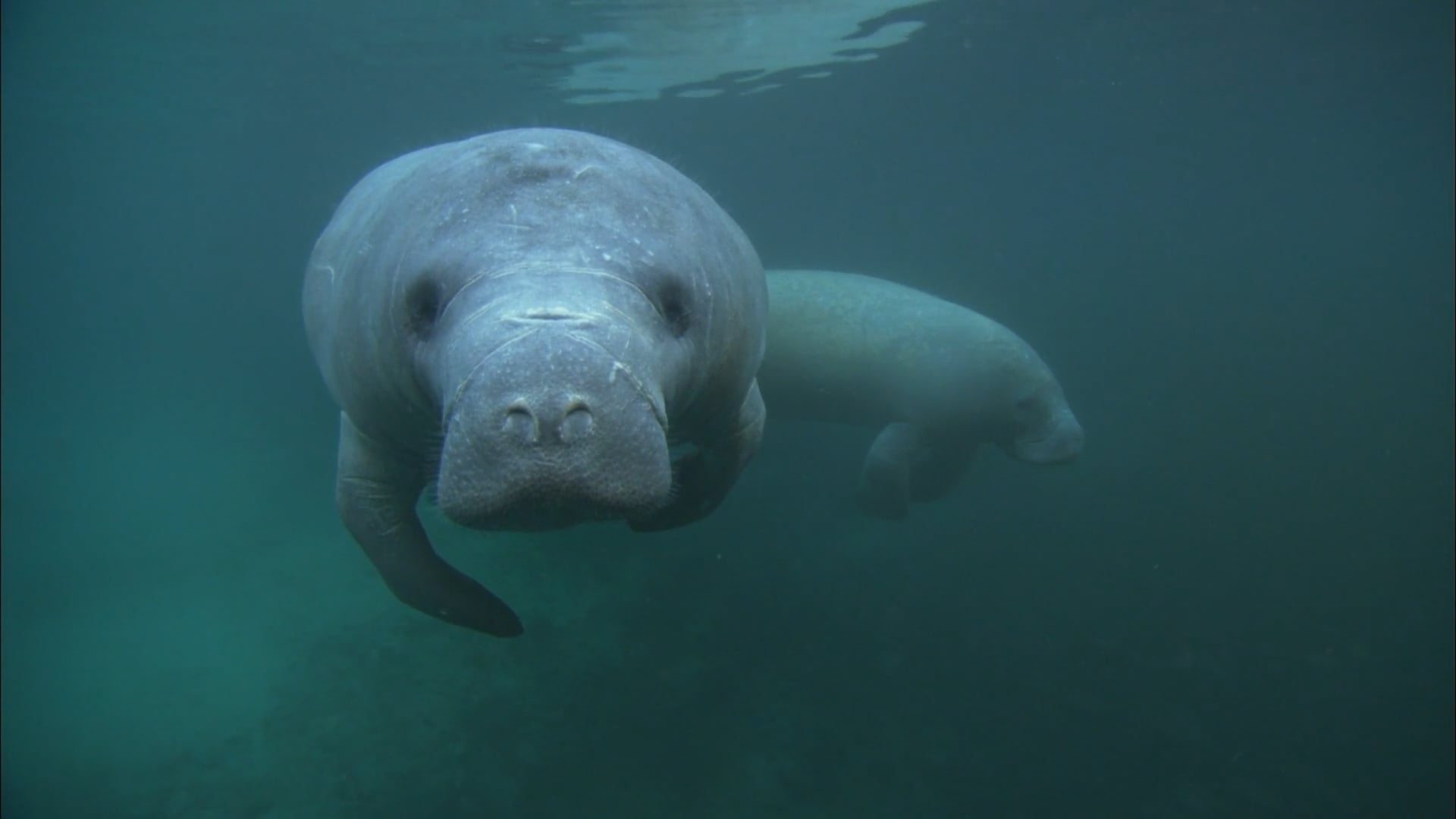 Manatee: Rekaman Close-Up 'Sapi Laut' yang Terancam Punah