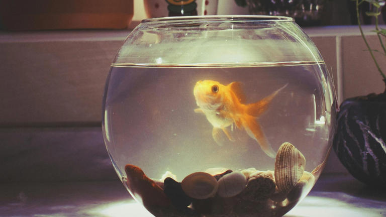 It’s Widely Believed That Goldfish Have A Three-Second Memory, But ...