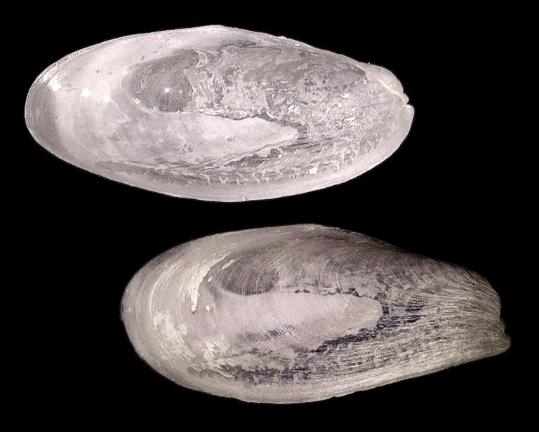 Expert shares his Top-10 list of rare shells to look for when you are ...