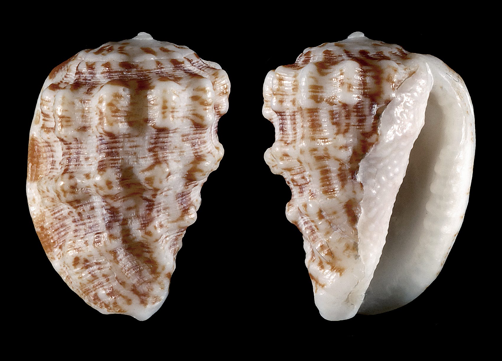 Expert shares his Top-10 list of rare shells to look for when you are ...