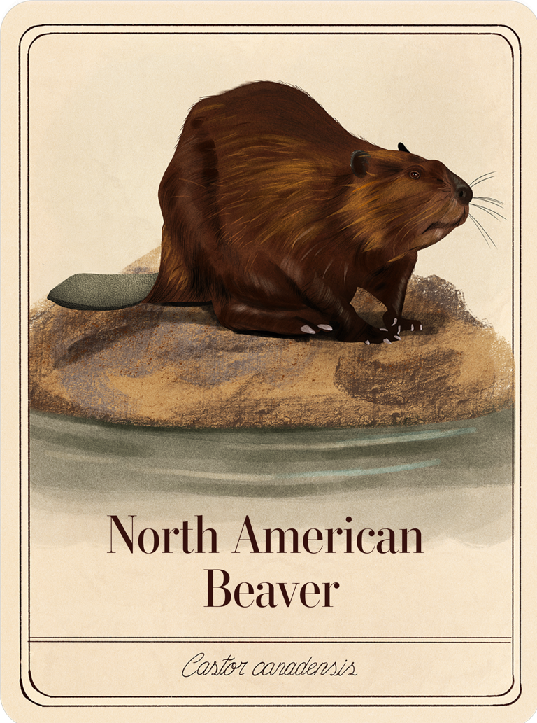 species-cards