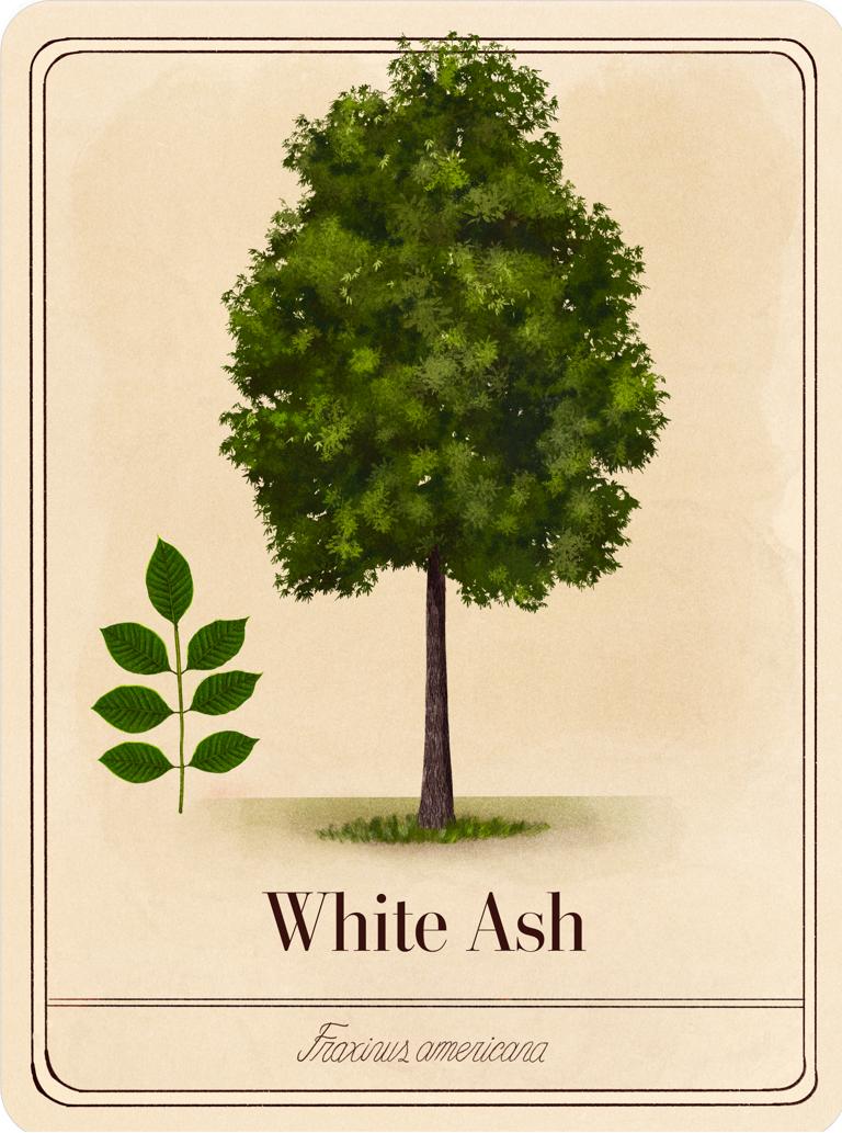 White Ash