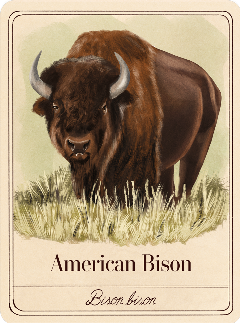 species-cards