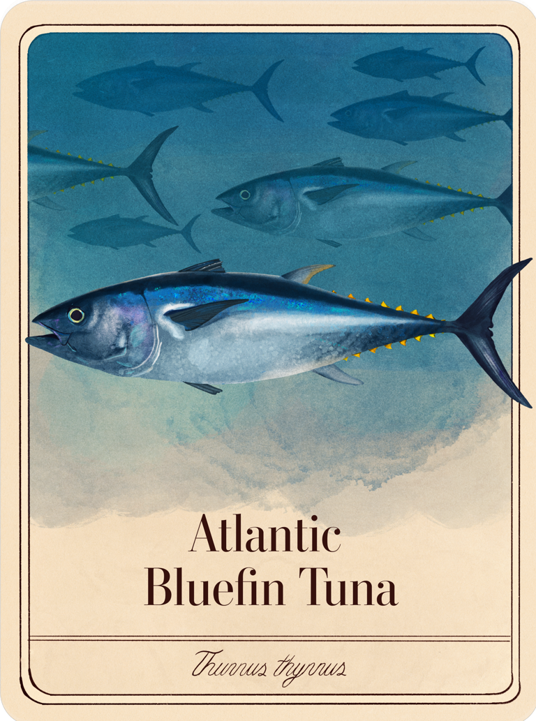 species-cards