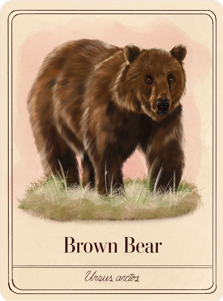species-cards