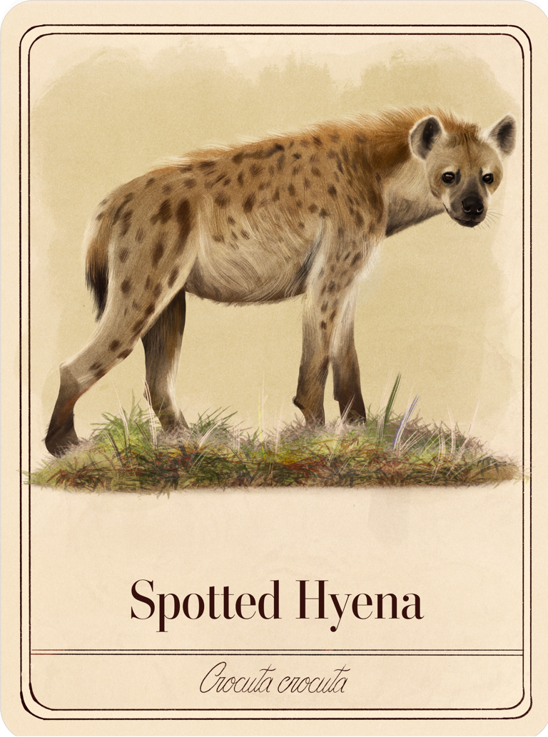Spotted hyena
