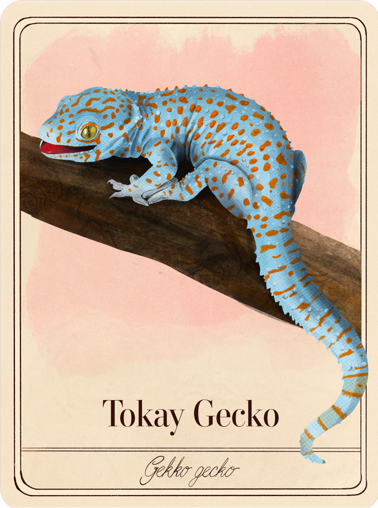 Tokay gecko