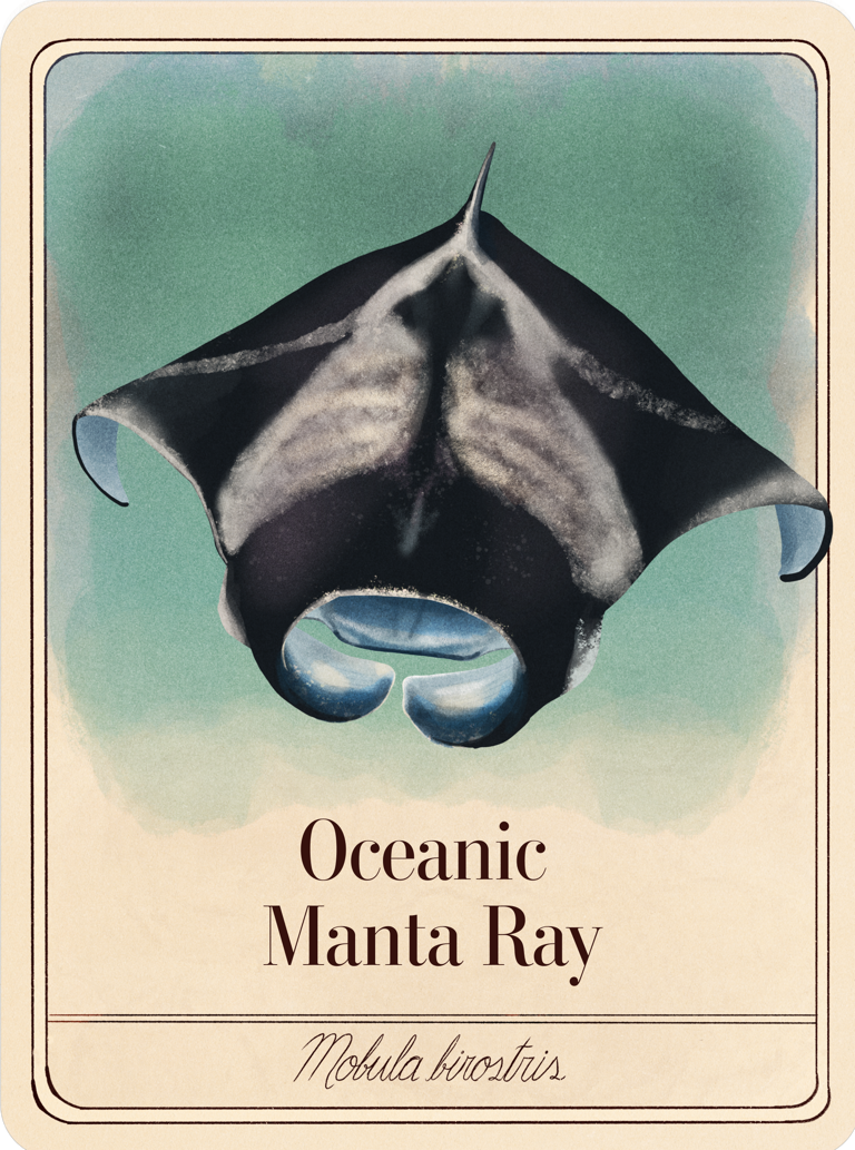 Oceanic Manta Ray