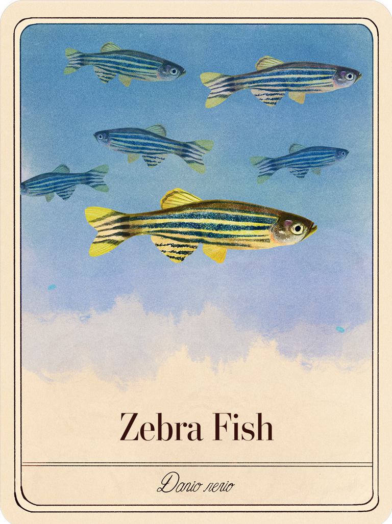 species-cards