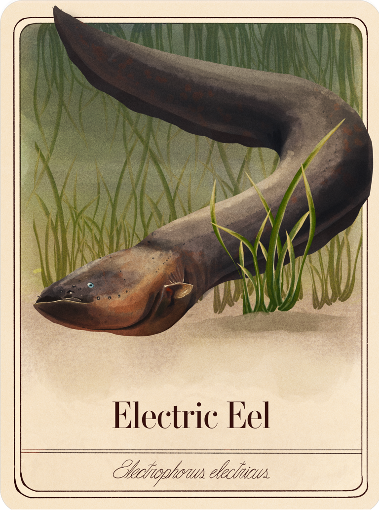 species-cards