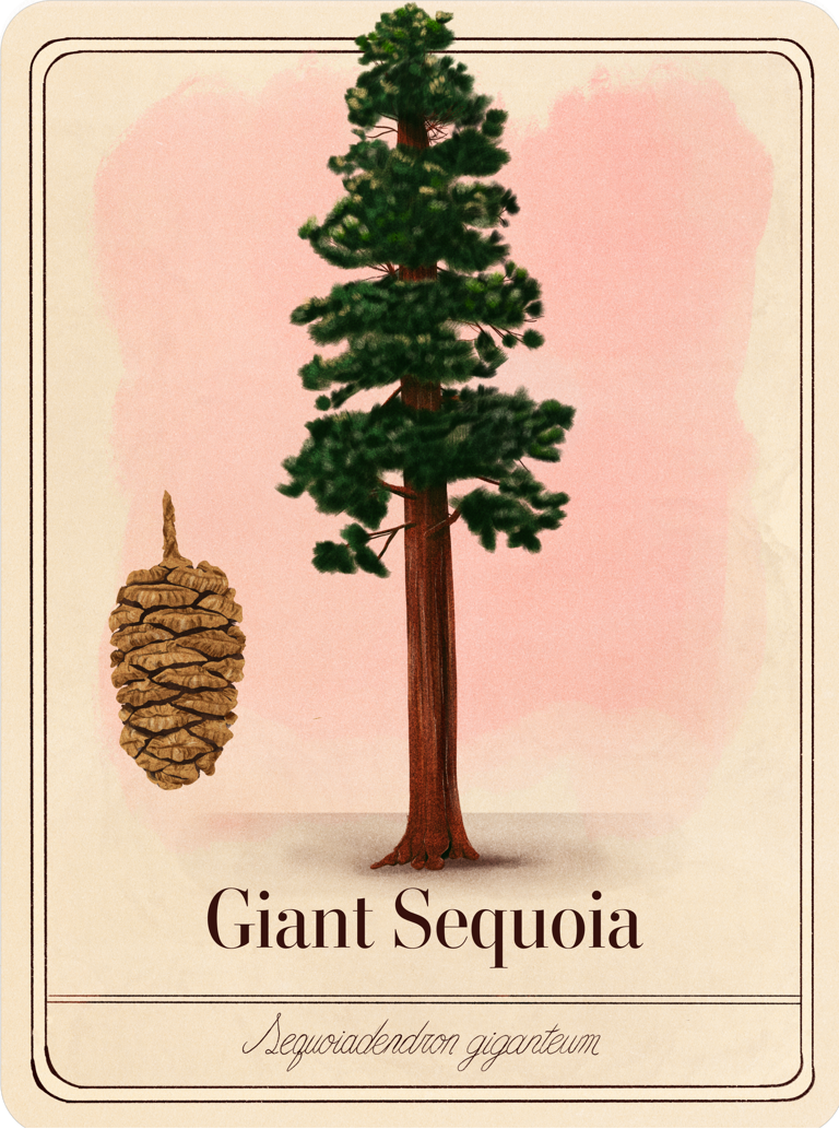 Giant sequoia