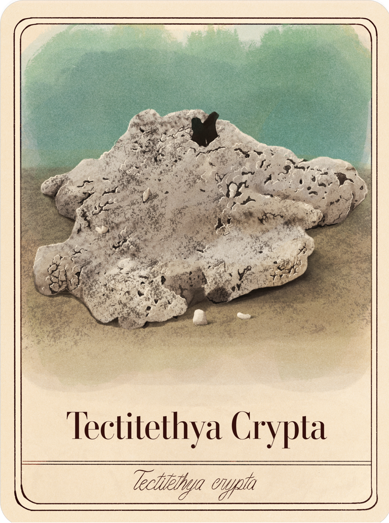 species-cards