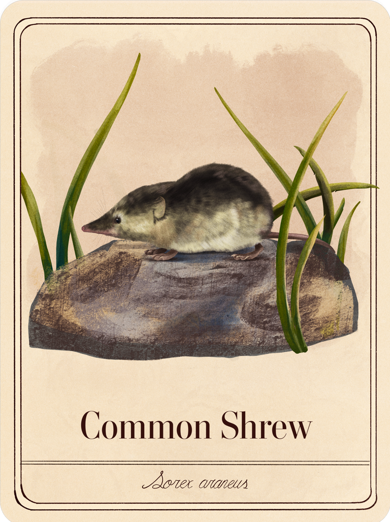 species-cards