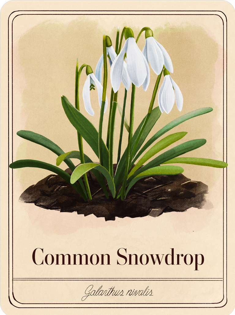 species-cards