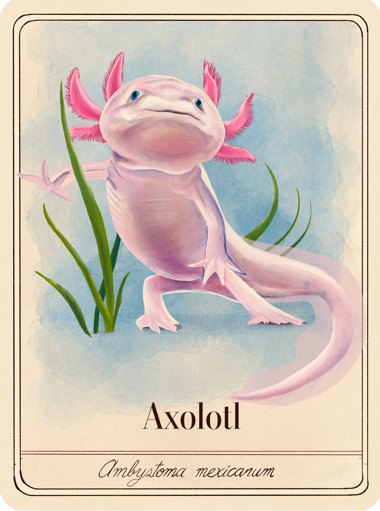 species-cards