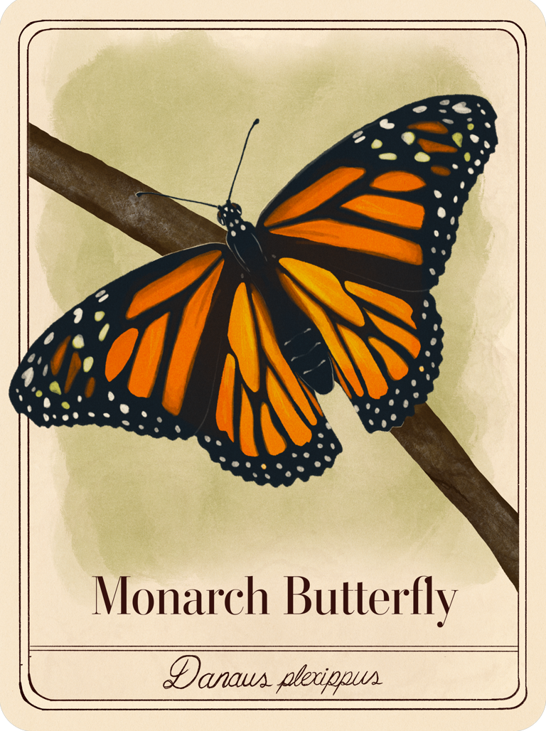 species-cards