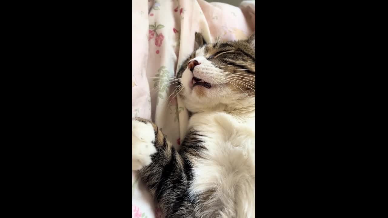 Cat talks in its sleep in Beijing, China