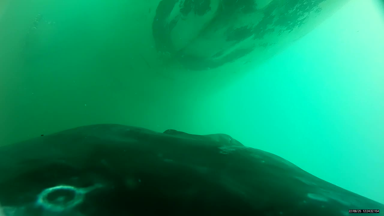 Underwater footage captures rare sight of humpback whale calves nursing
