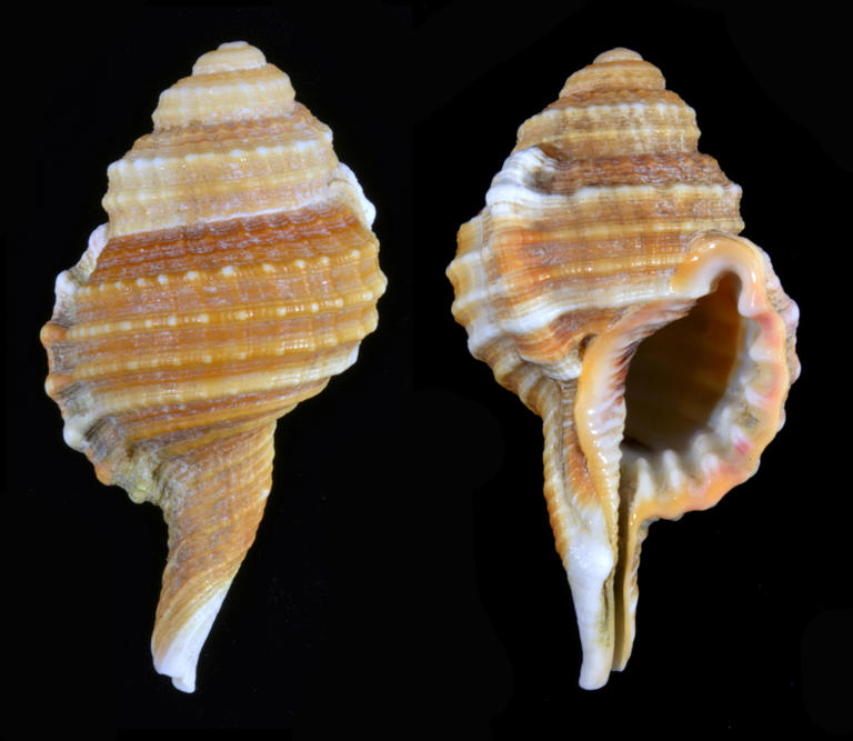Expert shares his Top-10 list of rare shells to look for when you are ...