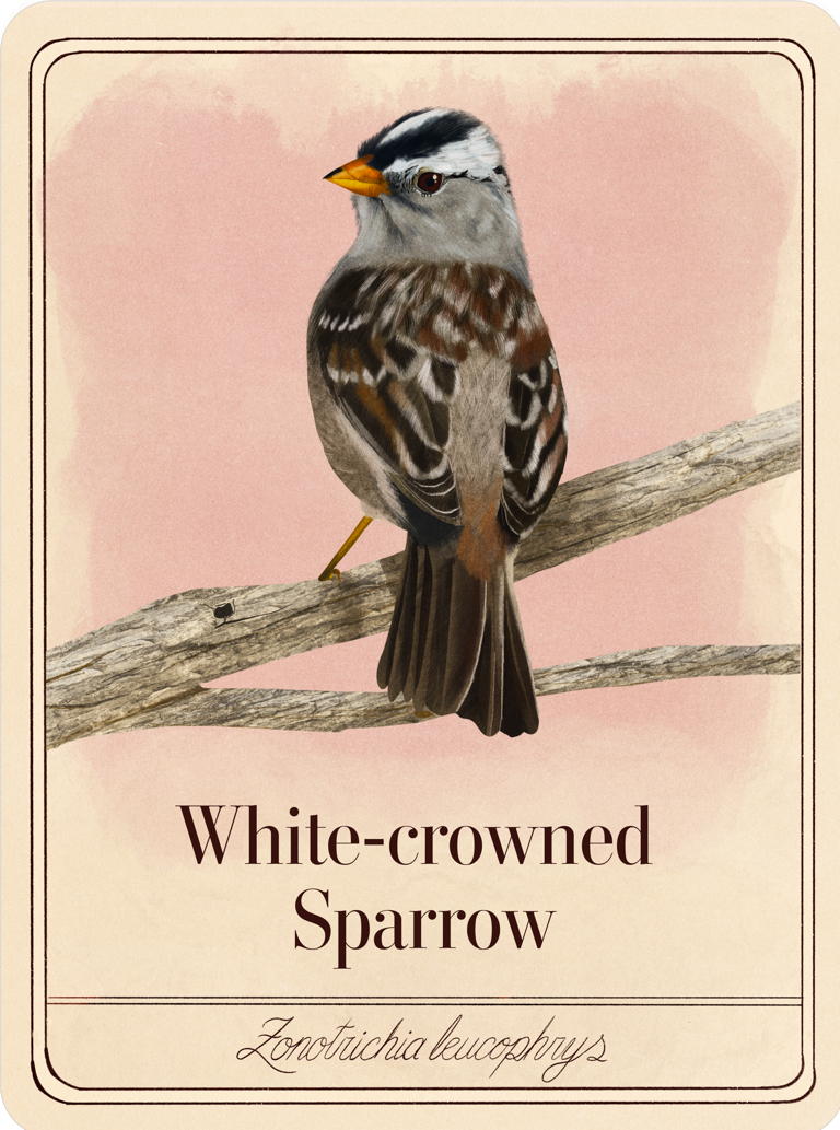 species-cards