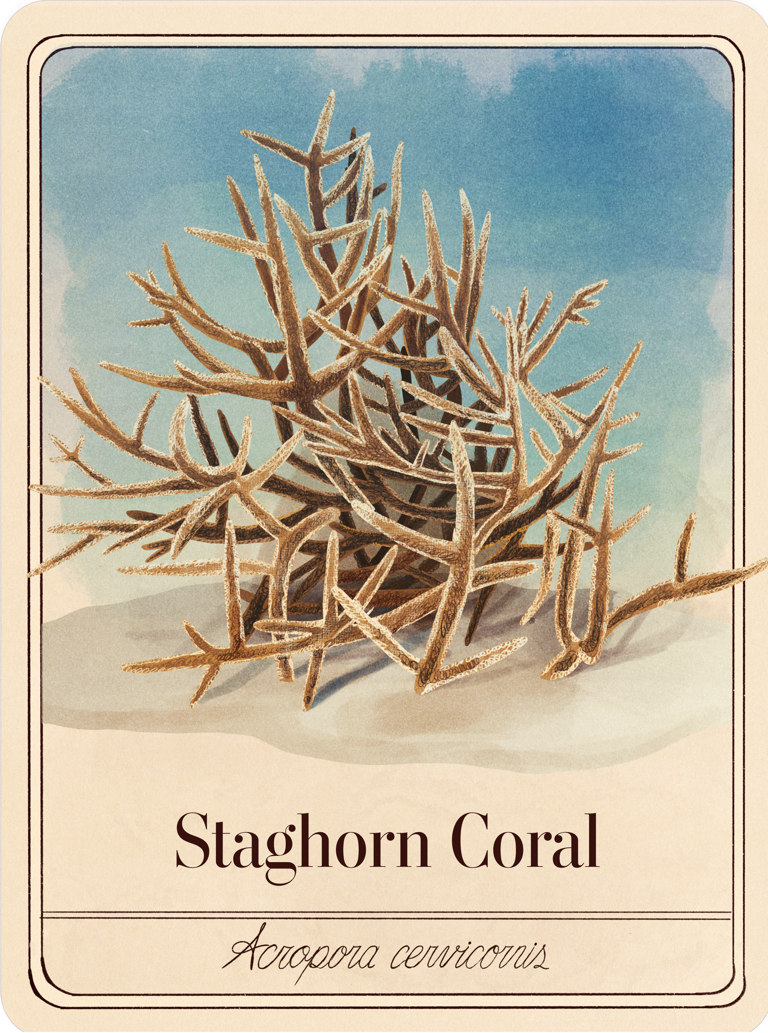 species-cards