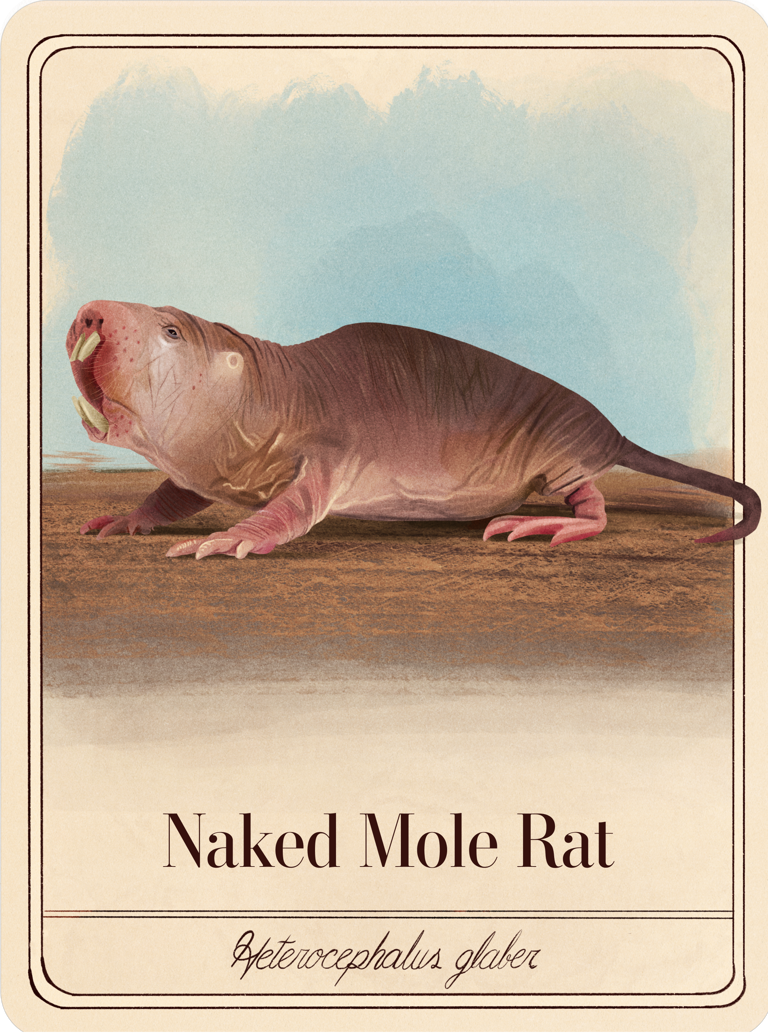 Naked Mole Rat