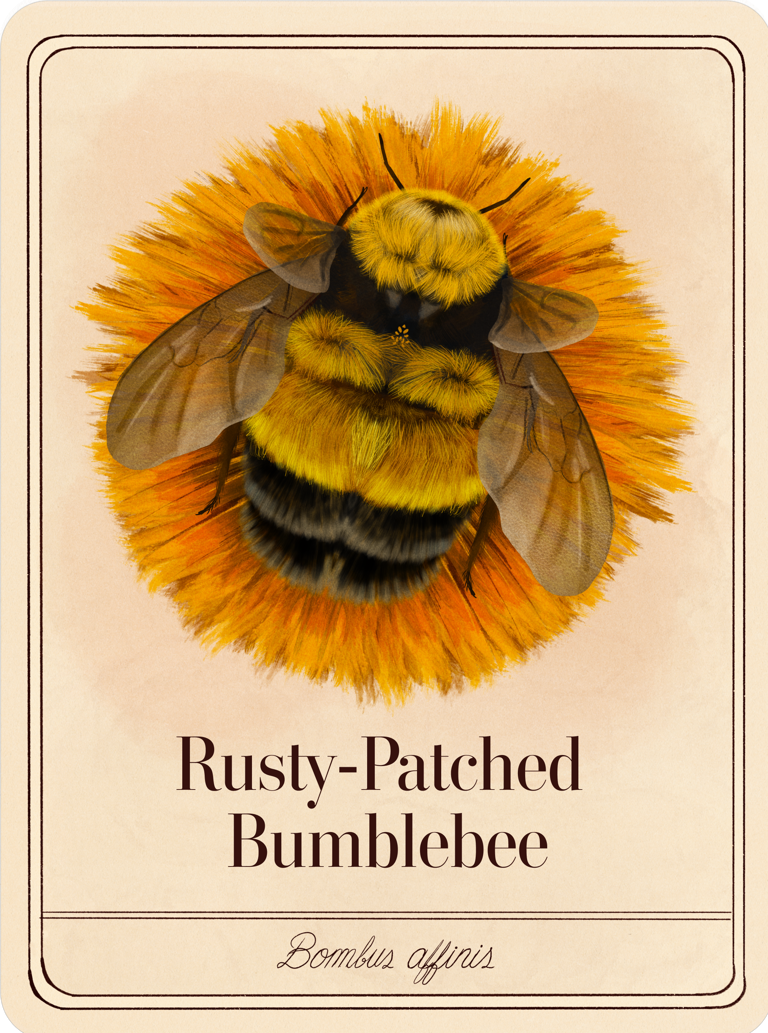 species-cards