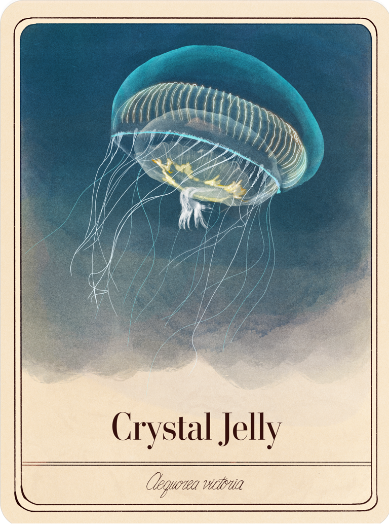 species-cards