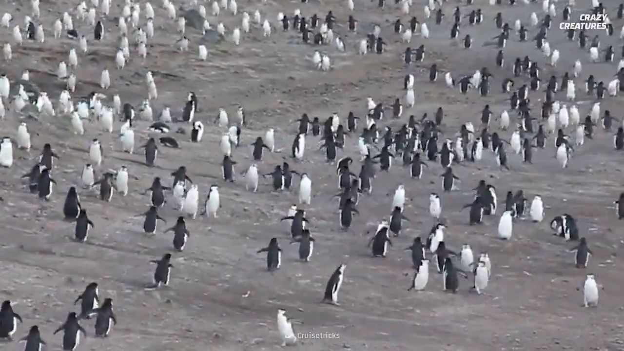 The volcanic island that became predator-free penguin heaven