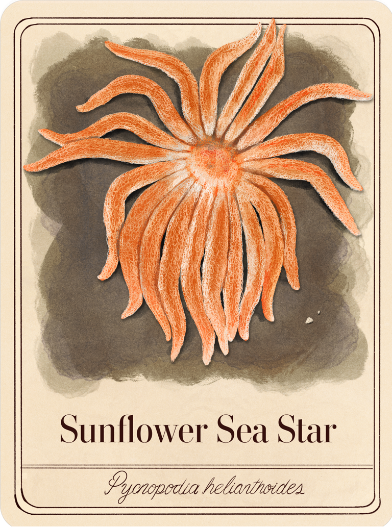 species-cards