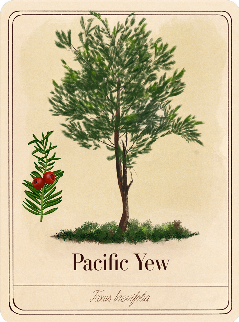 Pacific yew