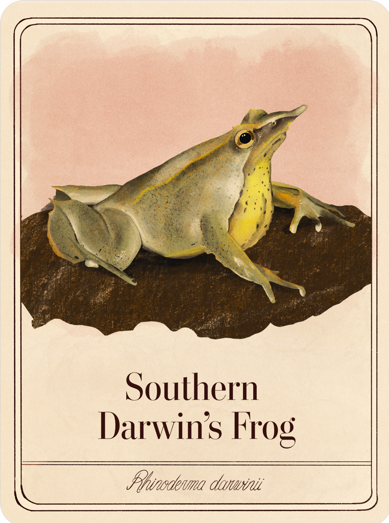 species-cards