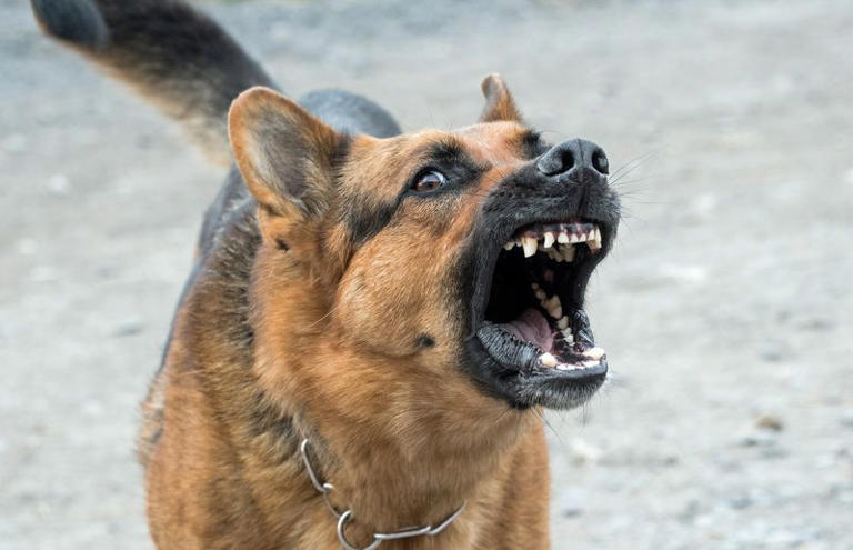 9 Causes of Dog Snapping and How to Prevent It