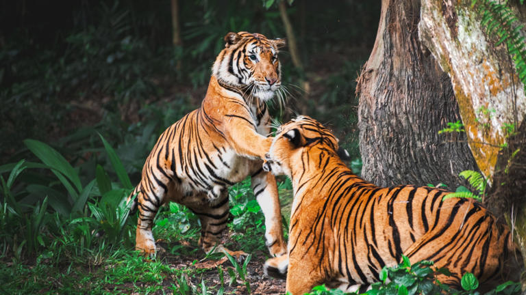Amazing Things People Are Doing Right Now To Save The Last Tigers On Earth