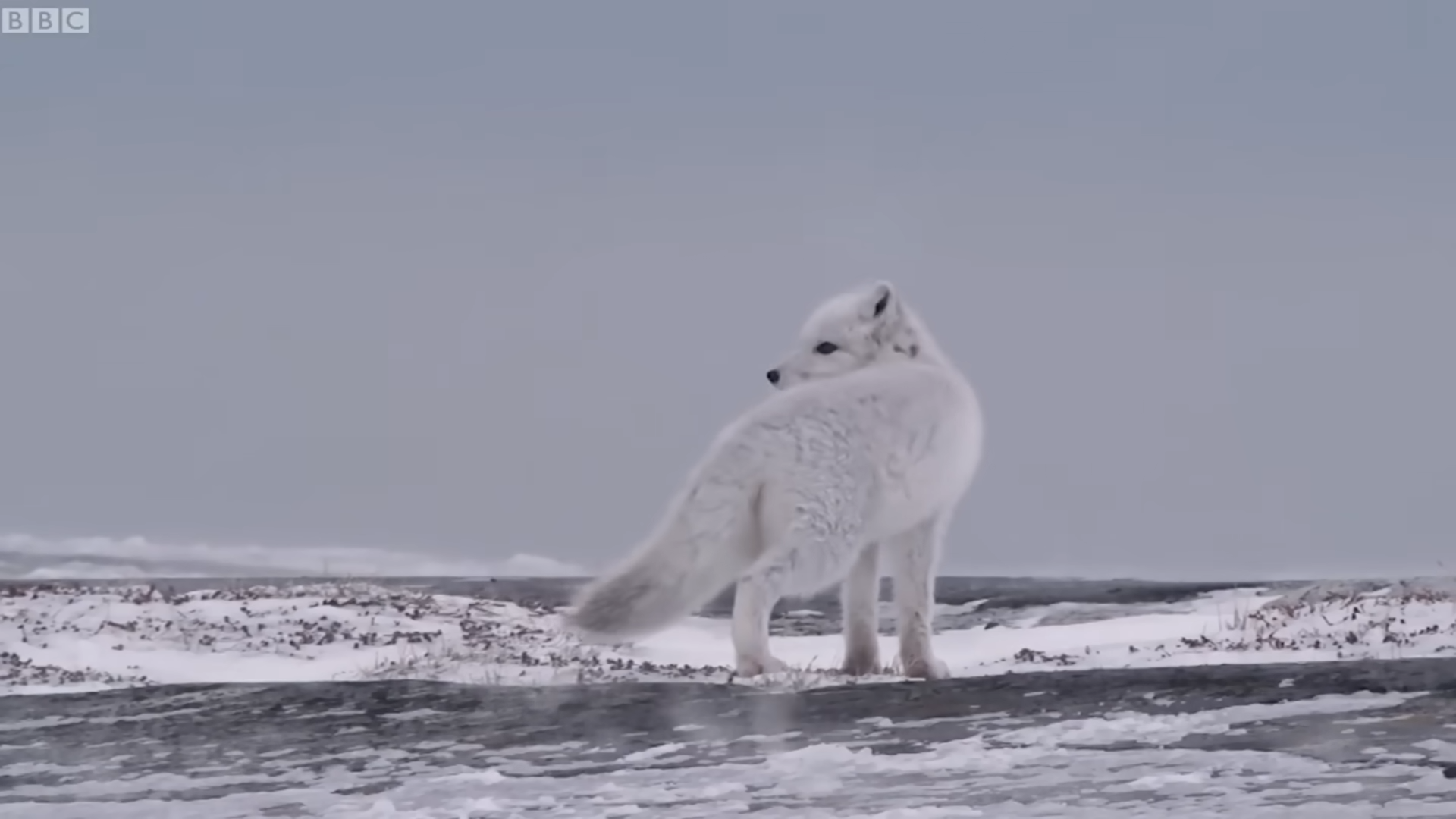 Only the Strong Survive Inside the Brutal Arctic Meta