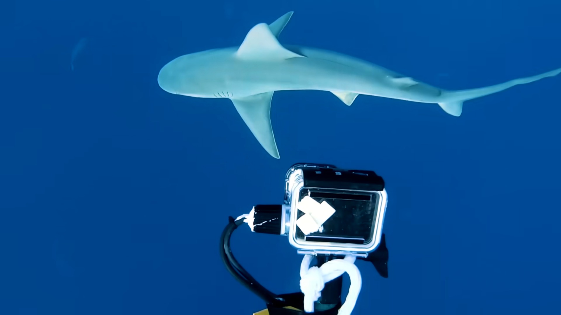 When Your Shark Stream Turns Into a Survival Stream