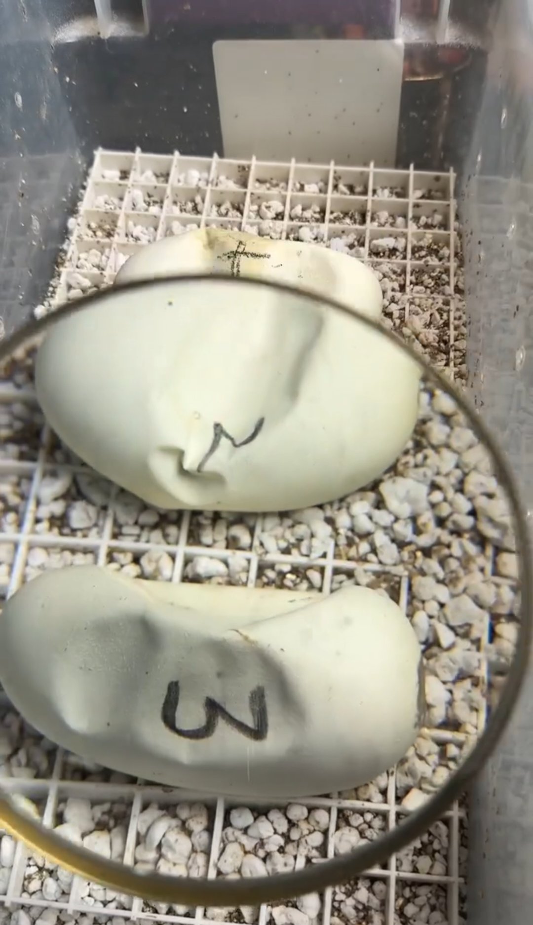 I thought these eggs would have hatched by now!