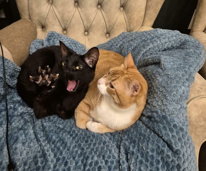 blackcats様 ① Amazon.com: Black Cat, Vol. 1: The Man Called Black Cat eBook