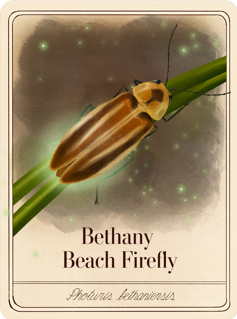 species-cards