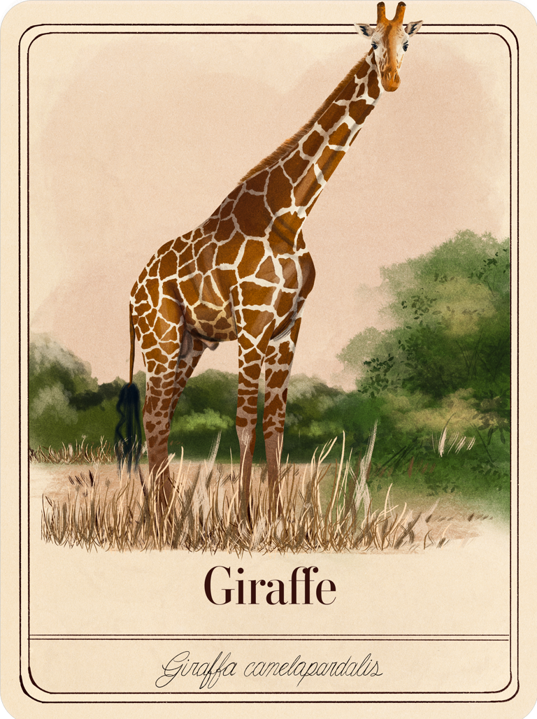 species-cards