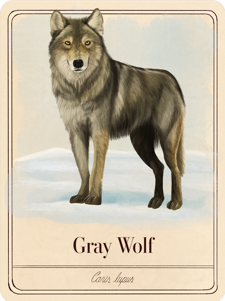 species-cards