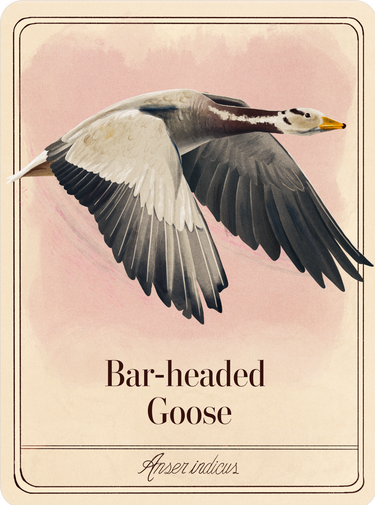 species-cards
