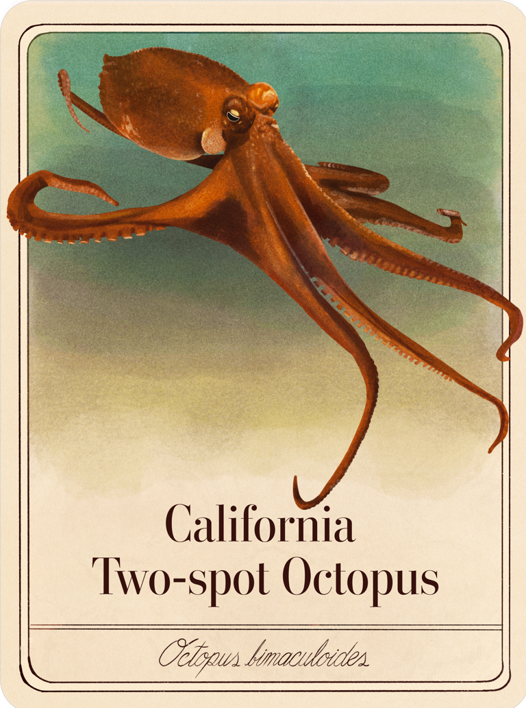 species-cards