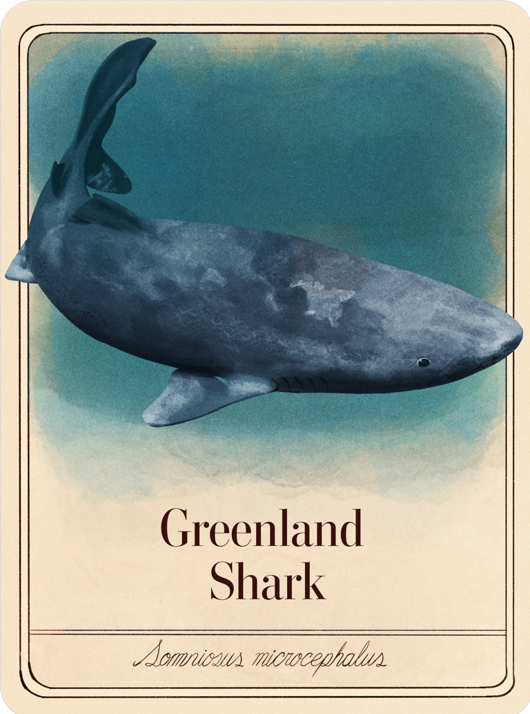 species-cards