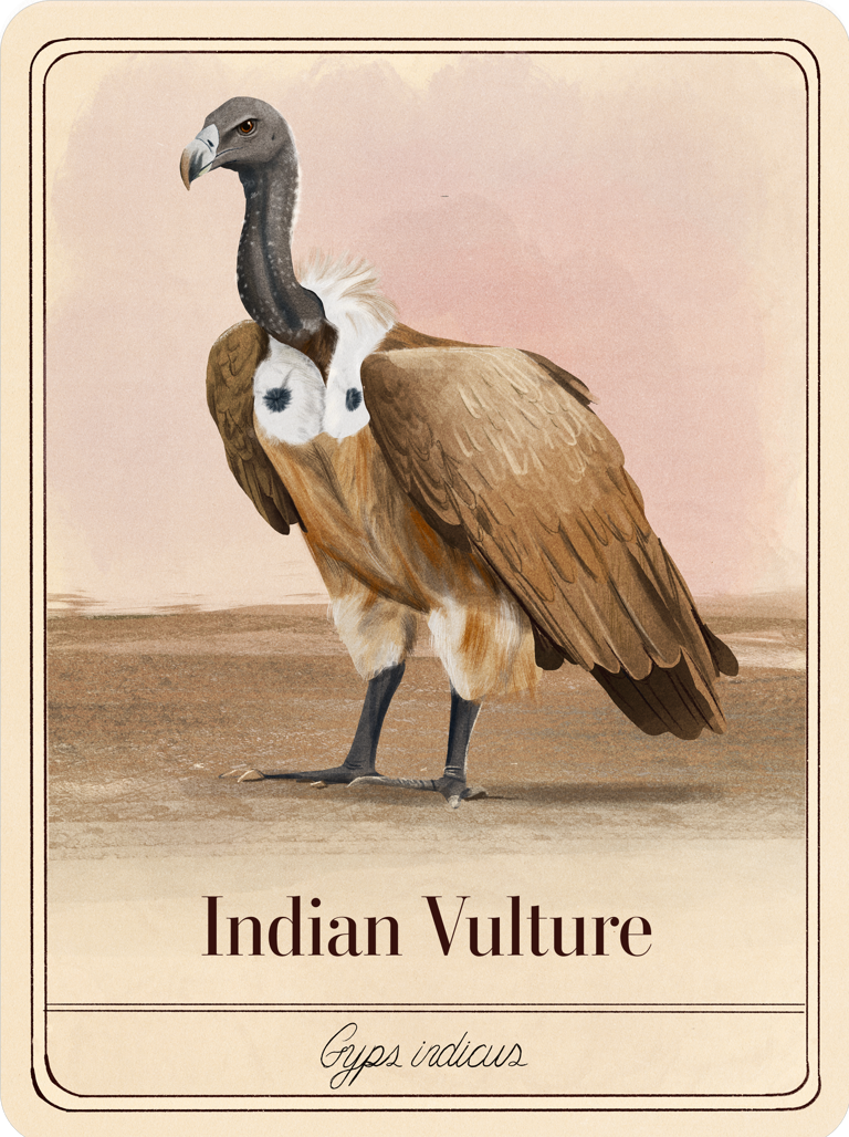 species-cards